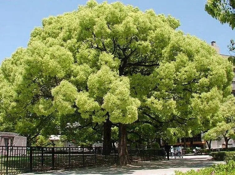 Albero di Canfora