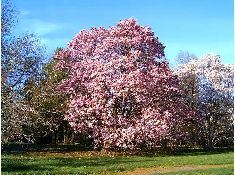 Magnolia in fiore