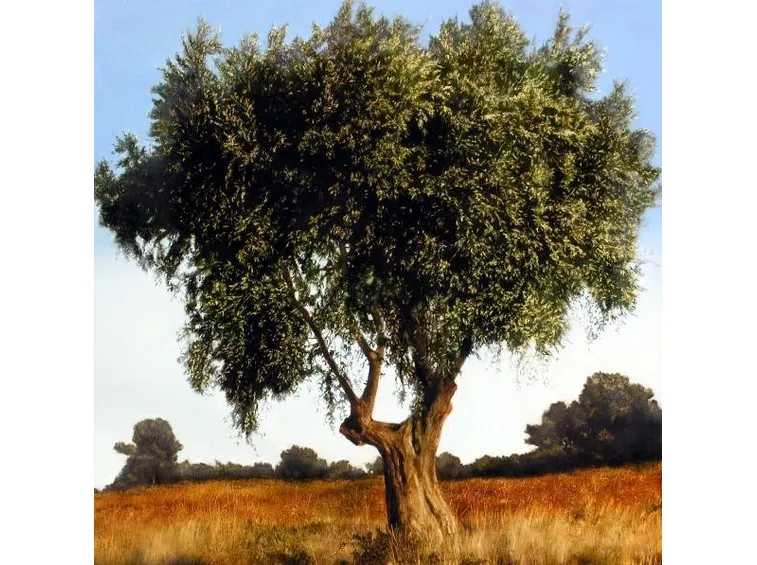 albero di olivo
