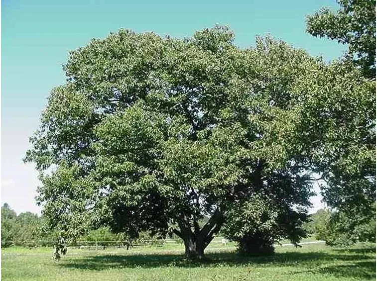 albero di castagno