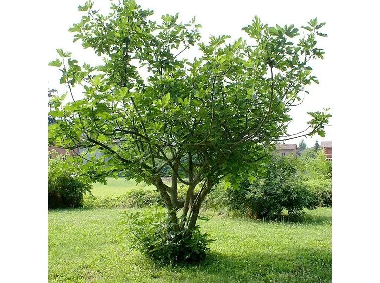 albero di fico