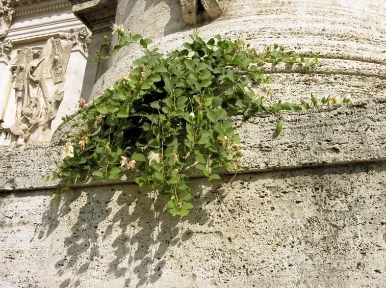 pianta di cappero