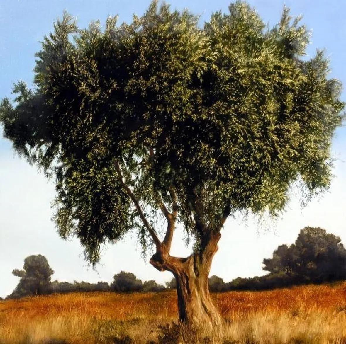 albero di olivo