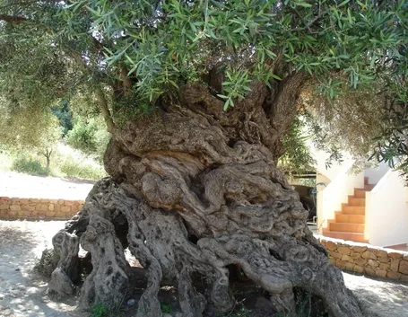 Ulivo secolare