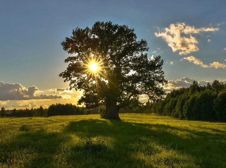 Quercia monumentale