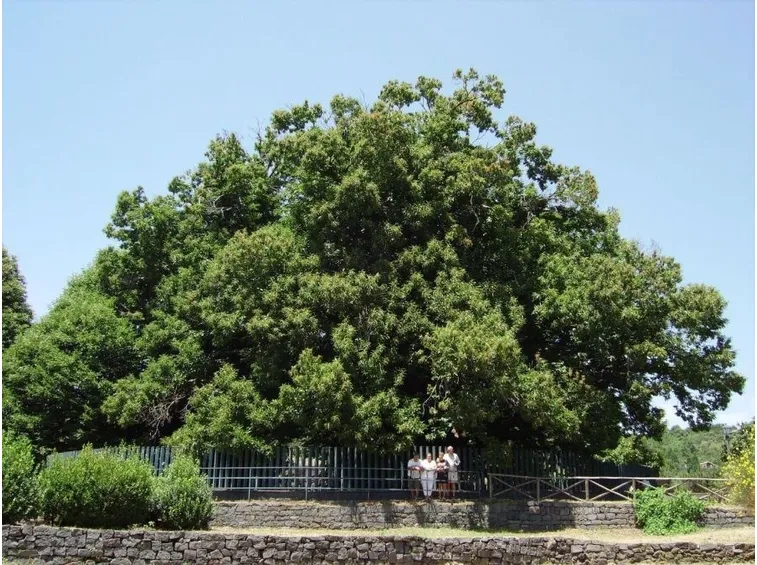 Castagno dei Cento Cavalli