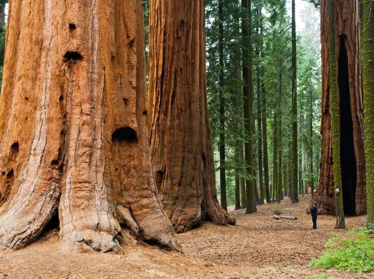 Sequoie giganti