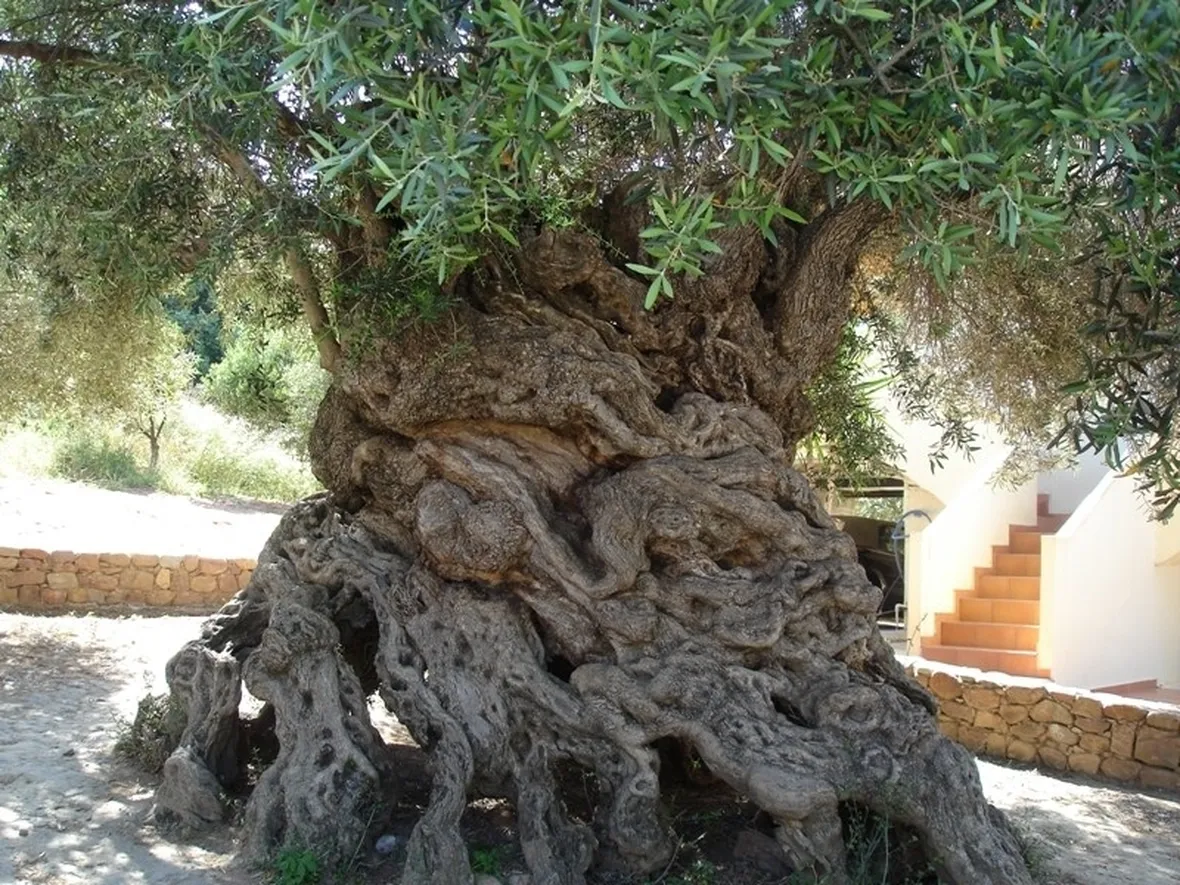 Ulivo secolare
