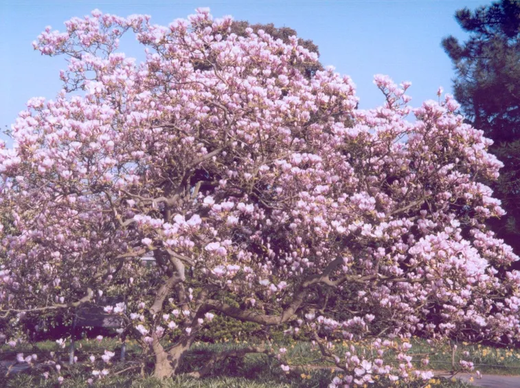 Magnolia