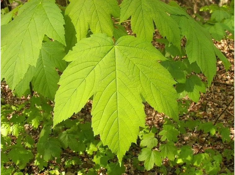Alcune foglie d'acero