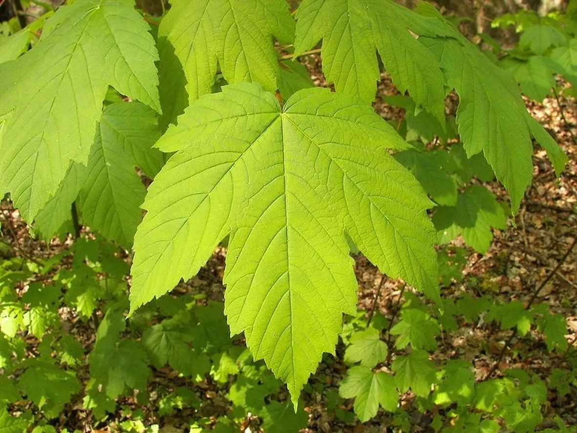 Alcune foglie d'acero