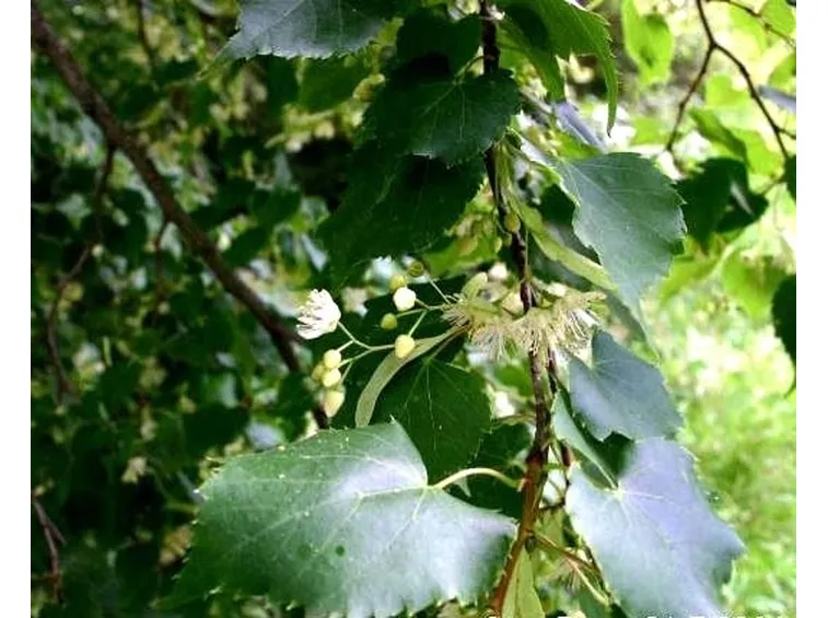 Foglie di tiglio