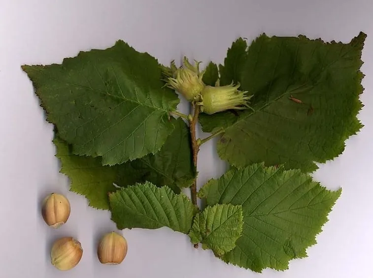 Alcune foglie di betulla bianca