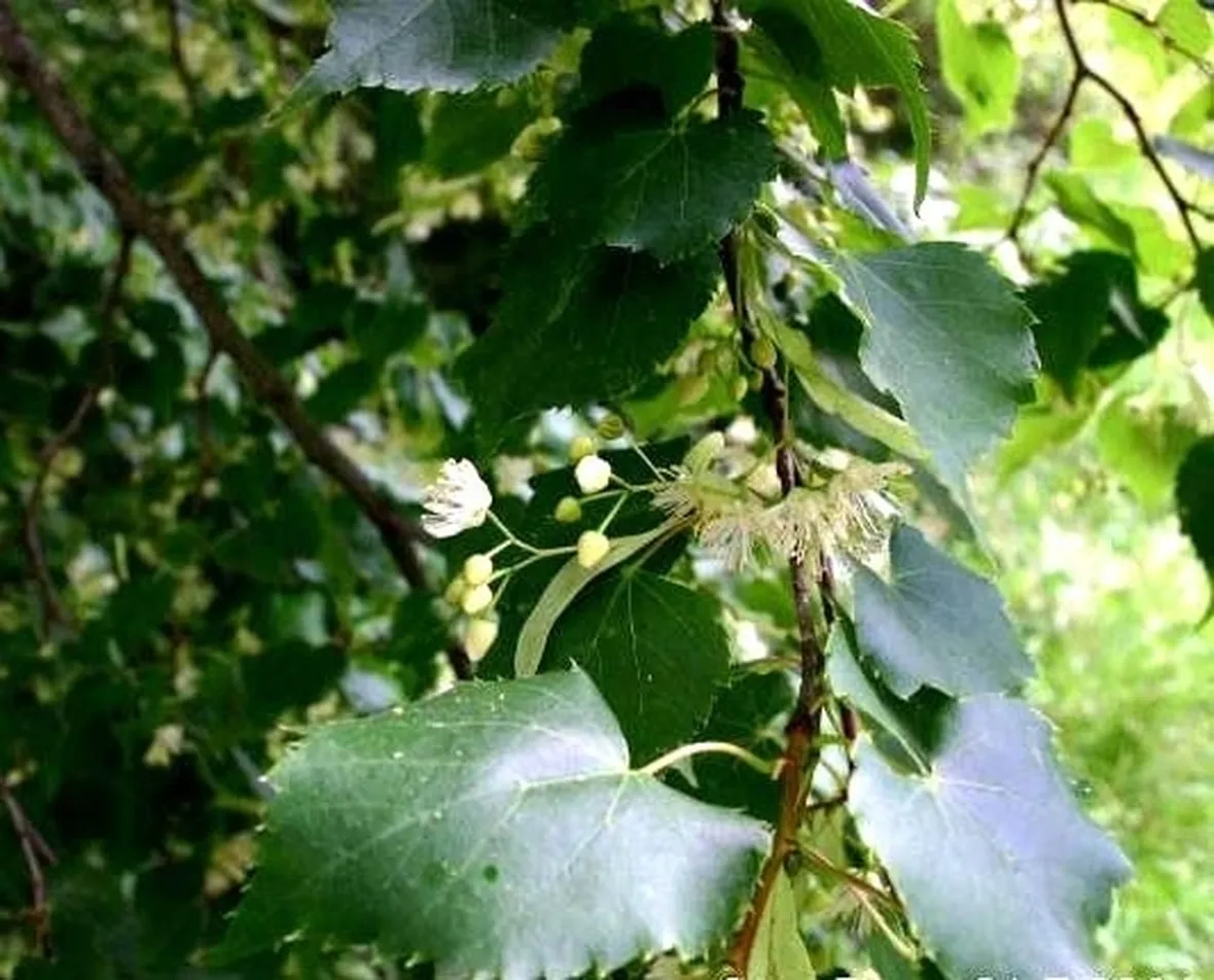 Foglie di tiglio