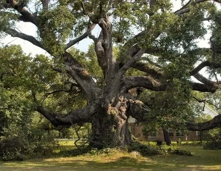 Quercia secolare
