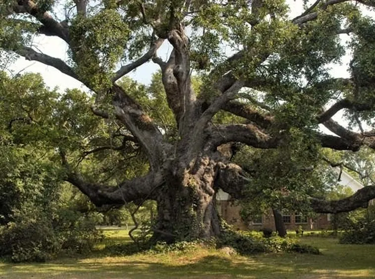 Quercia secolare