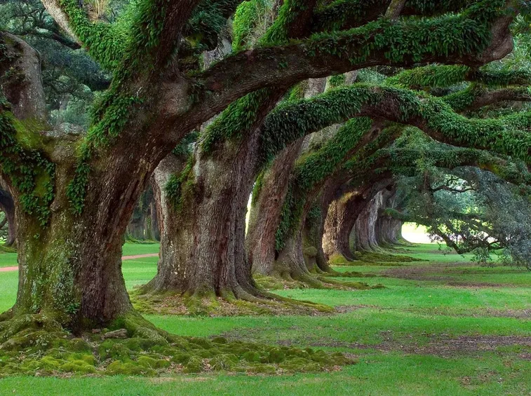 Viale alberi secolari
