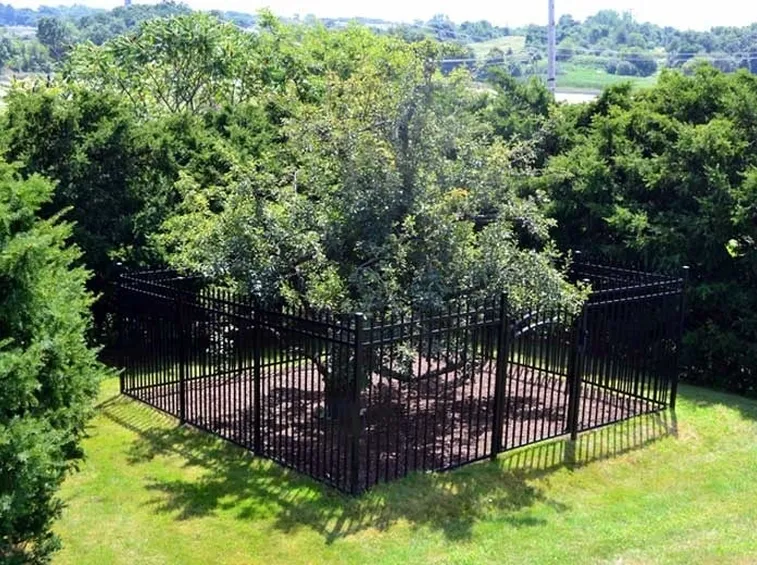 Albero Latifolie