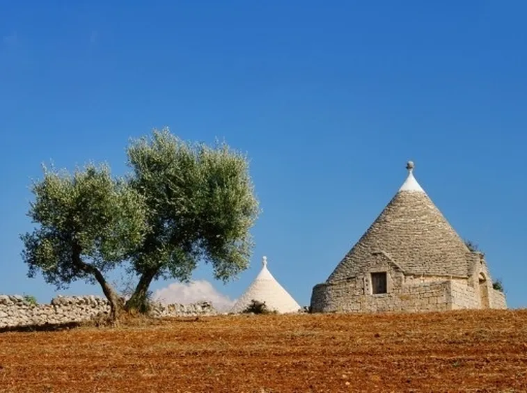Ulivi in Puglia