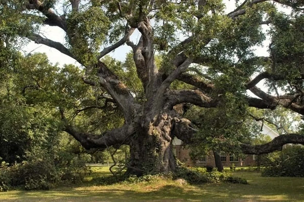 Quercia secolare