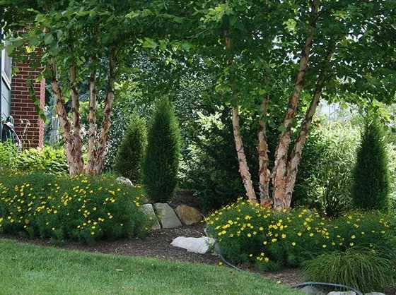Alberi decidui ornamentali