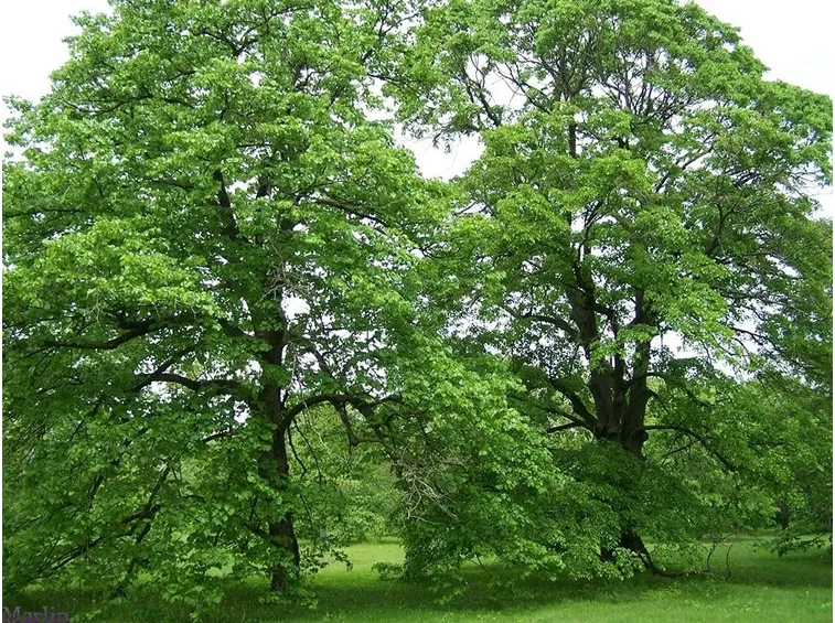Un esemplare di Tilia americana