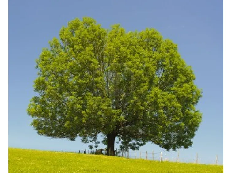Un esemplare di frassino
