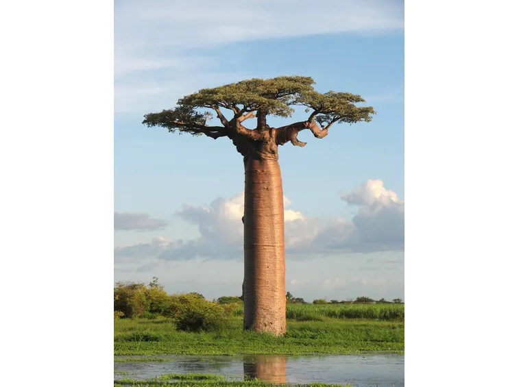 Albero di baobab in natura