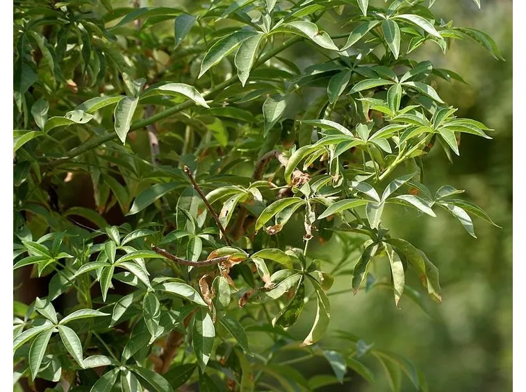 Dettaglio albero di baobab