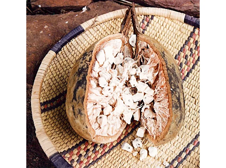Frutto albero di baobab