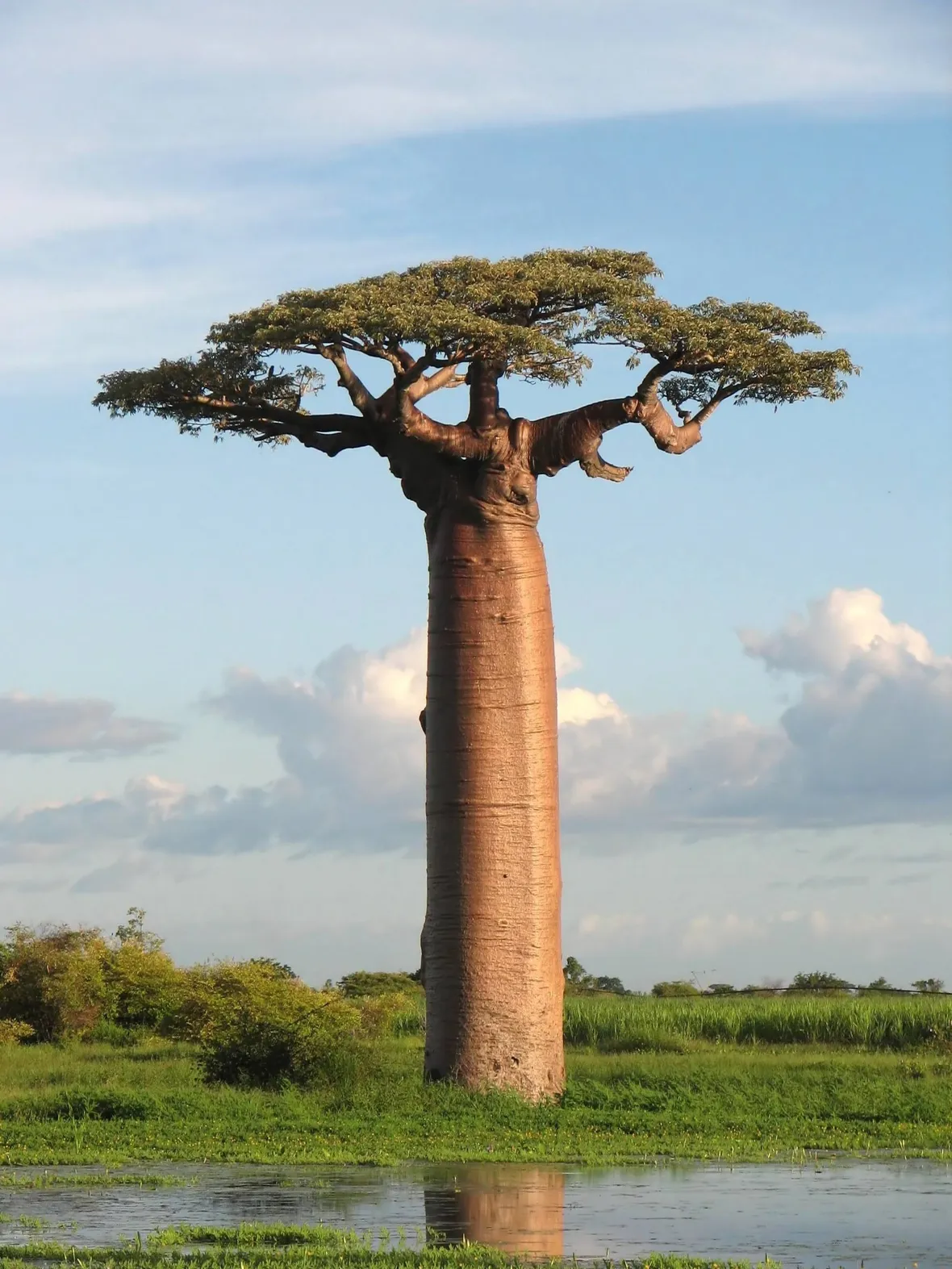 Albero di baobab in natura