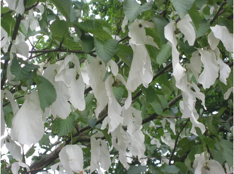 Fiori dell’albero dei fazzoletti