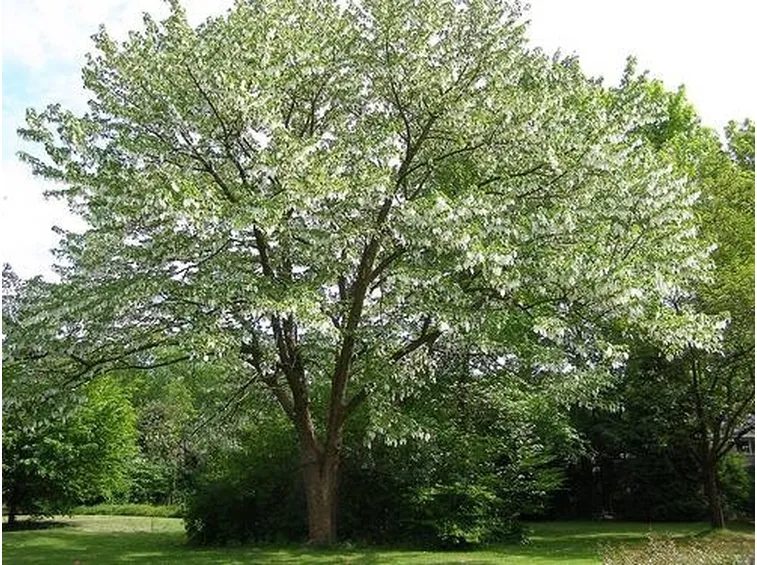 Esemplare albero dei fazzoletti