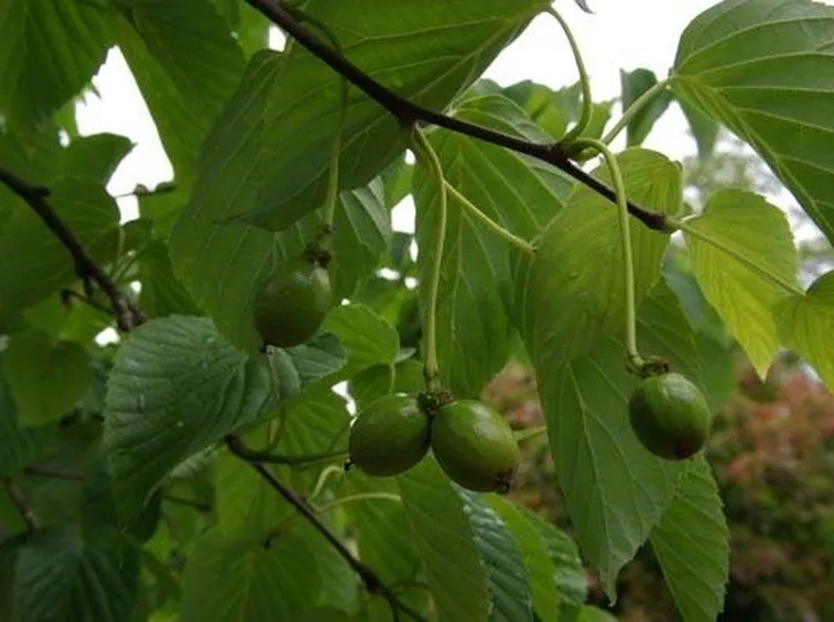 Albero dei fazzoletti