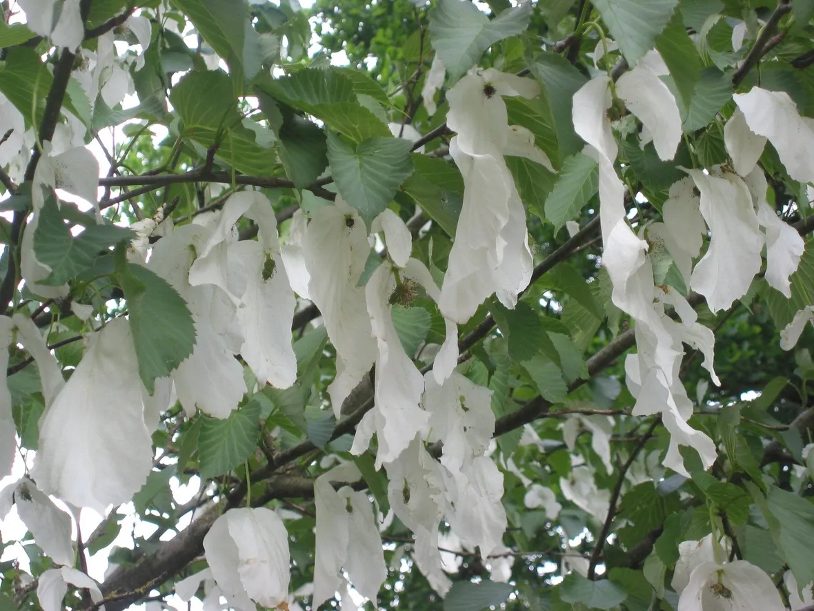 Fiori dell’albero dei fazzoletti