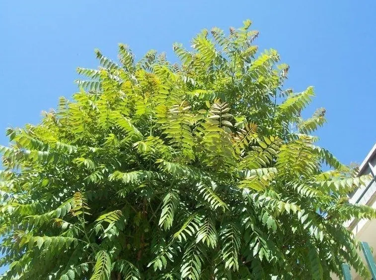 Chioma di un albero del paradiso