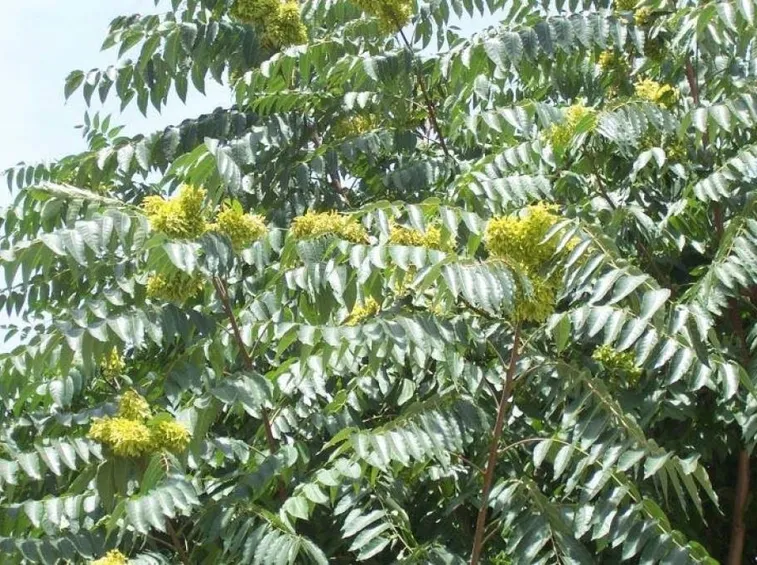 Un esempio di albero del paradiso fiorito