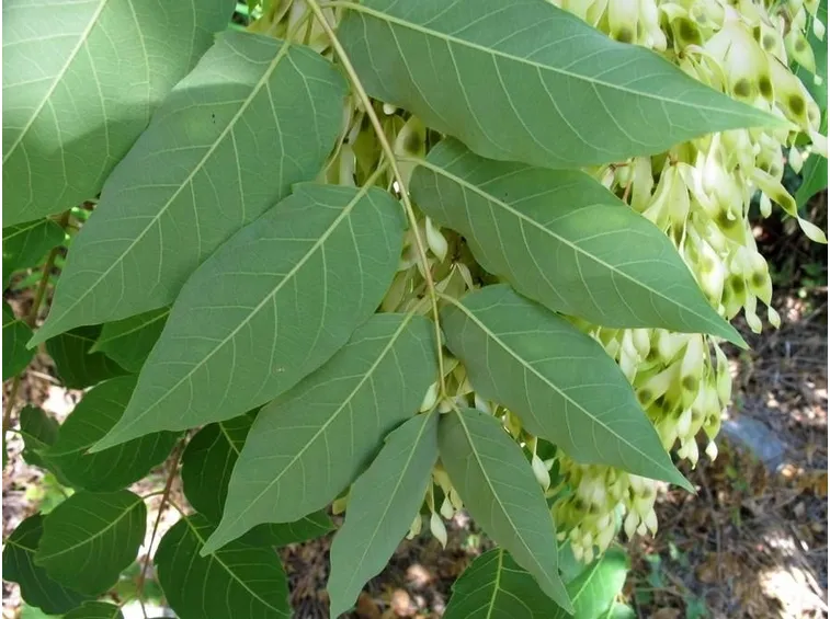 Esempio di foglie di albero del paradiso
