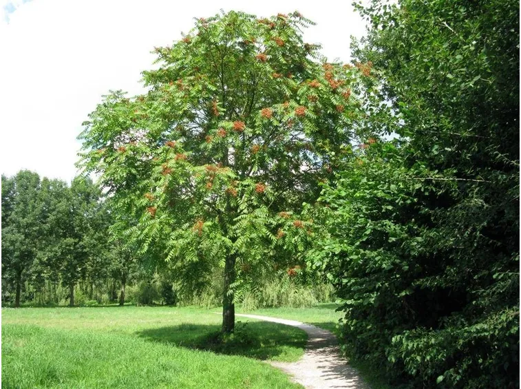 L'albero del paradiso o ailanto