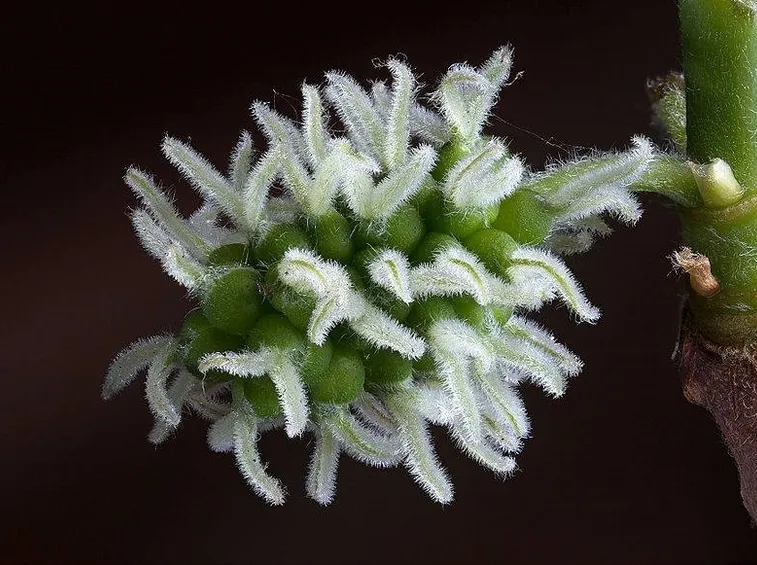 Fiori femminili della pianta del gelso
