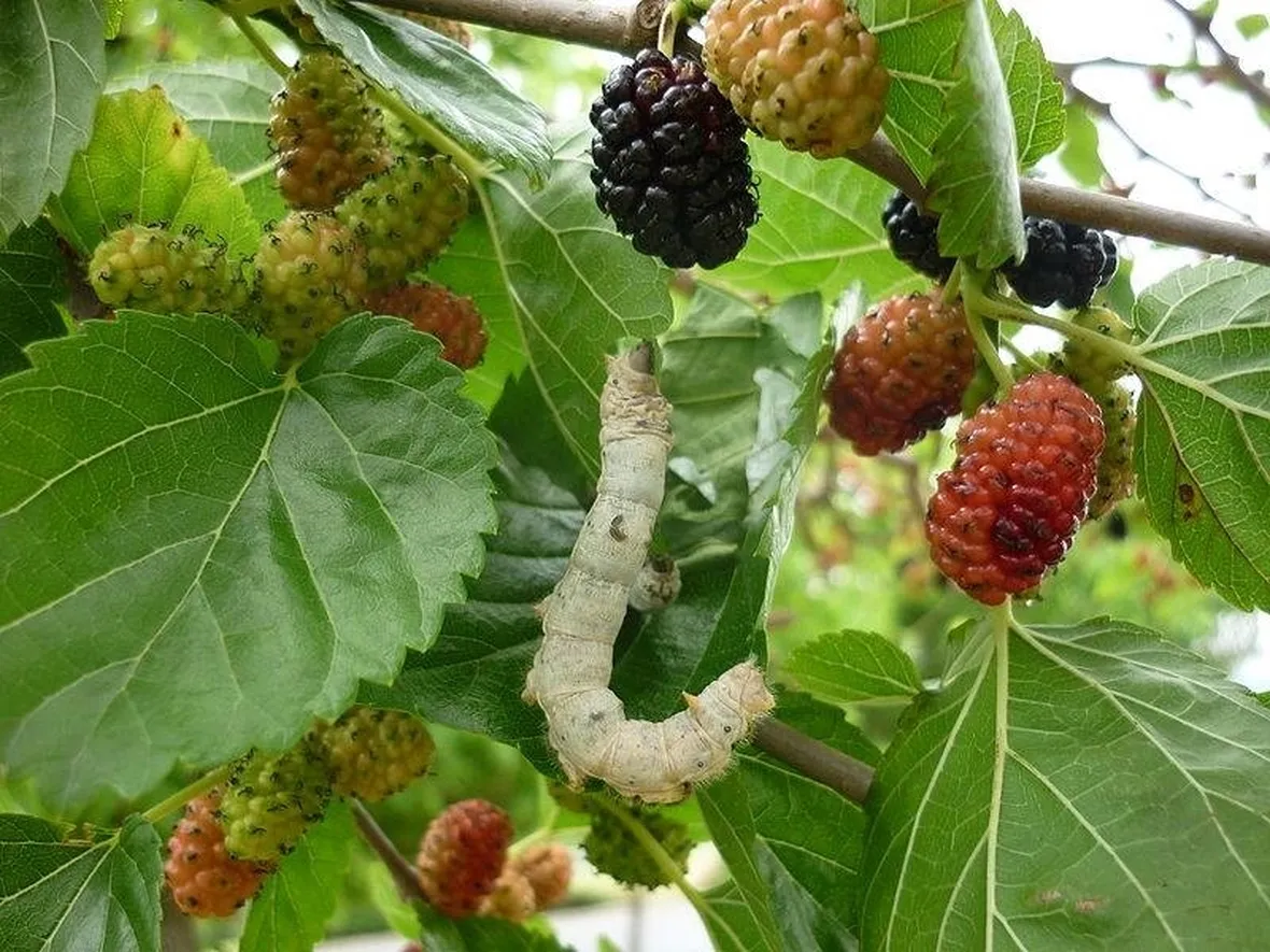 Pianta di gelso e baco da seta