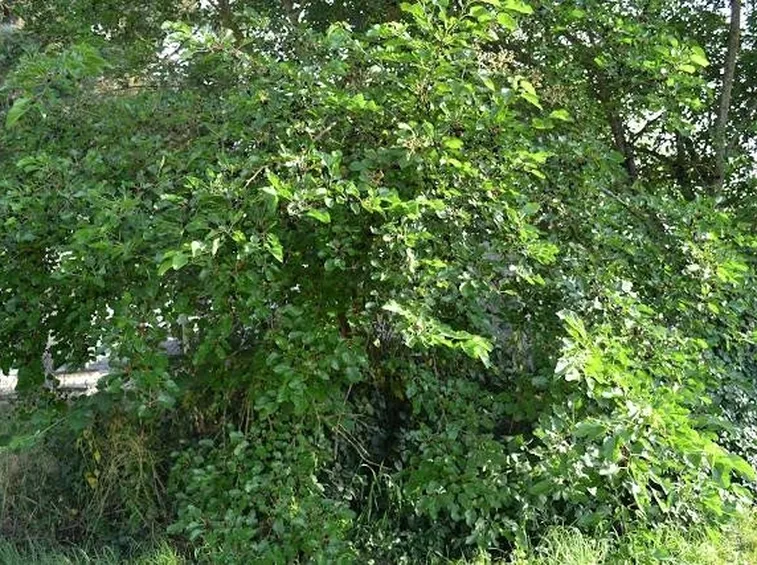 Esemplare di albero di more