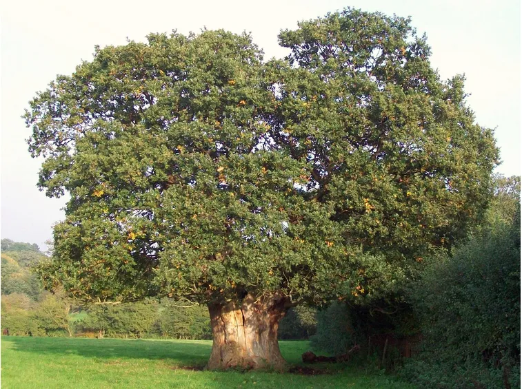 Esemplare di albero nocciolo