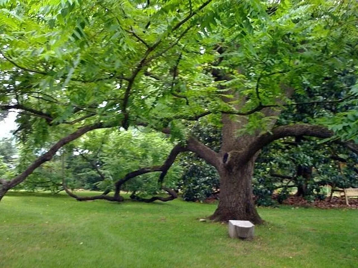 Esemplare di albero noce