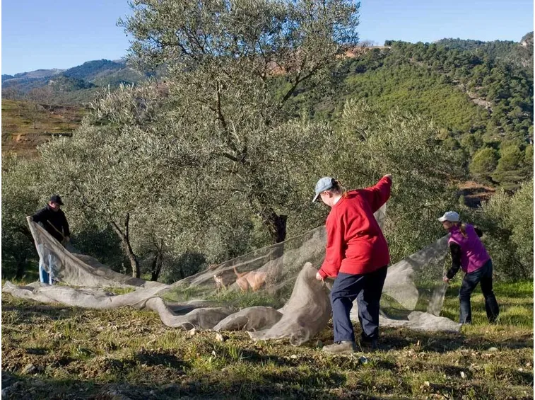 Raccolta delle Olive