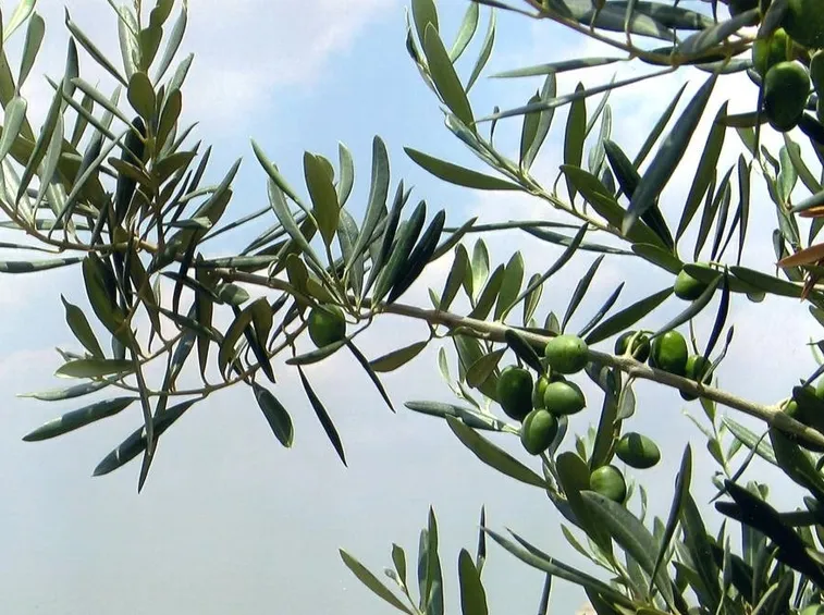 L'Ulivo è ricco di nutrienti