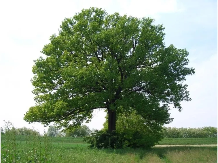 Albero quercia coltivato in piena terra