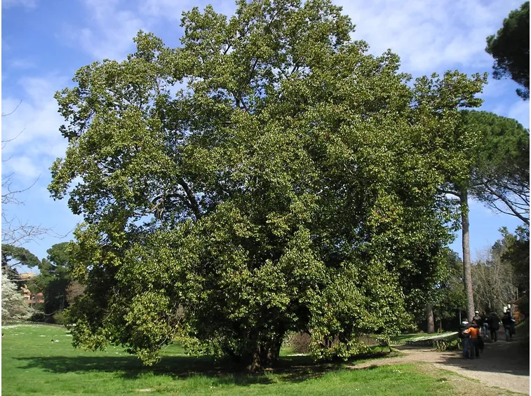 Albero quercia