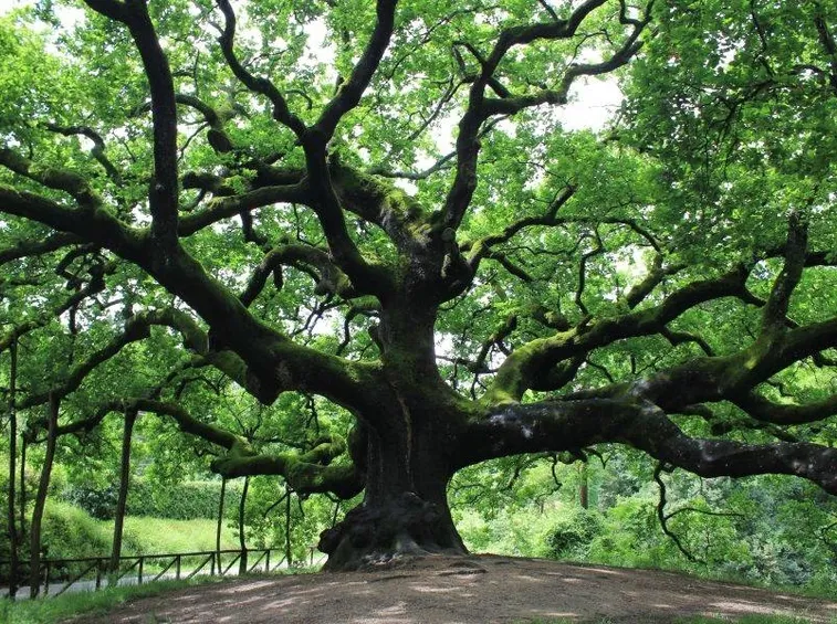 Albero quercia