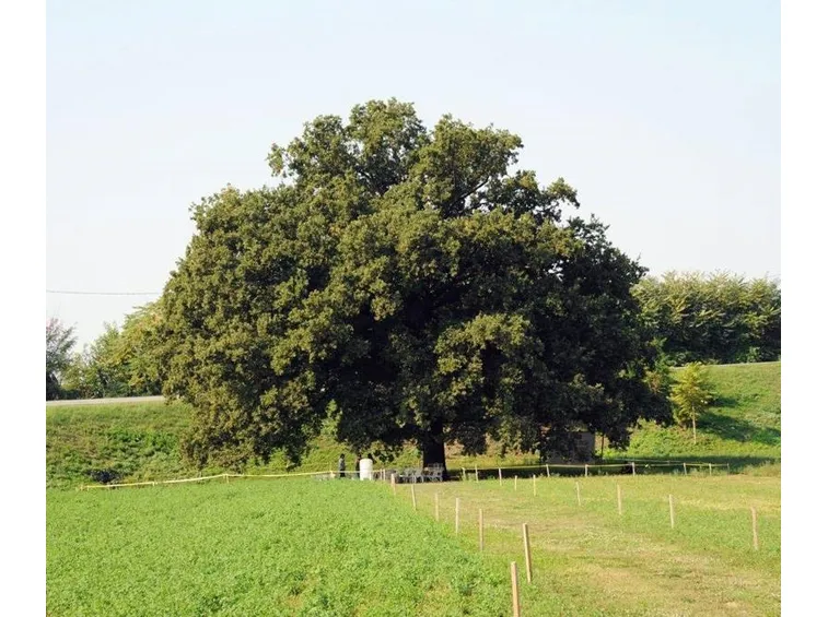 Albero quercia